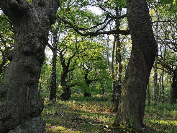 Brocton Coppice Cannock Chase
